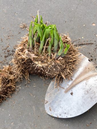 dividing perennials