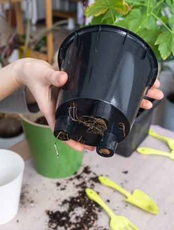plant drainage holes