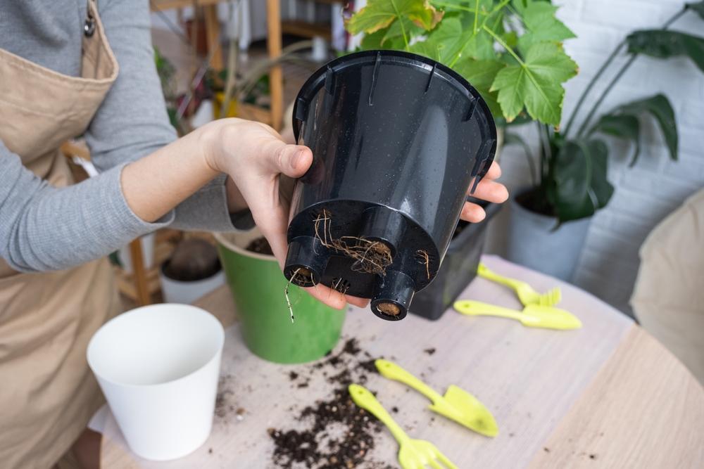 plant drainage holes