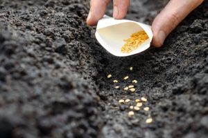 online seed seller scam