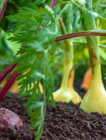 8 Ways to Keep Your Garden Producing After Summer Vegetables Quit