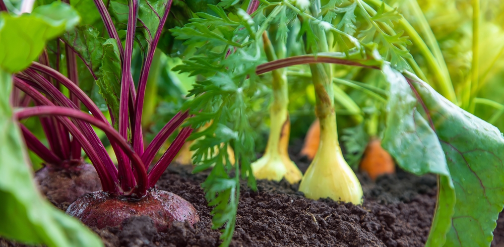 8 Ways to Keep Your Garden Producing After Summer Vegetables Quit