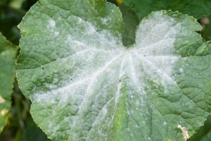 That White Powder on Your Plants Isn’t Dust: Here’s What to Do Before Winter