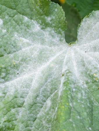 That White Powder on Your Plants Isn’t Dust: Here’s What to Do Before Winter