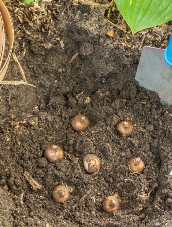 planting bulbs upside down