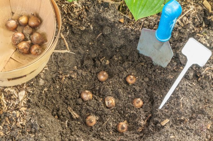 planting bulbs upside down