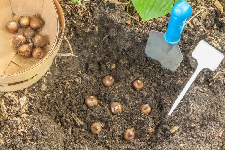 planting bulbs upside down