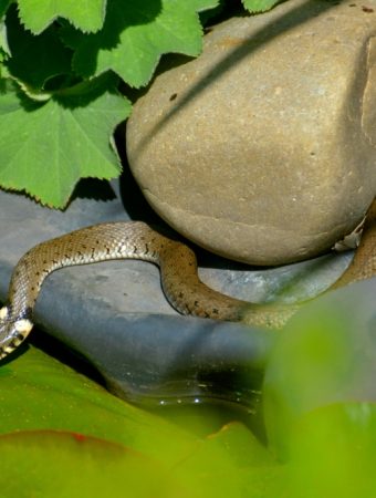 Found a Snake in the Garden? What It’s Doing There May Surprise You