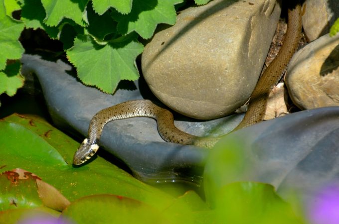 Found a Snake in the Garden? What It’s Doing There May Surprise You
