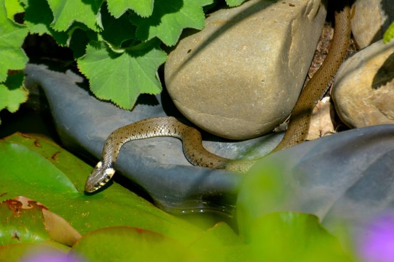 Found a Snake in the Garden? What It’s Doing There May Surprise You