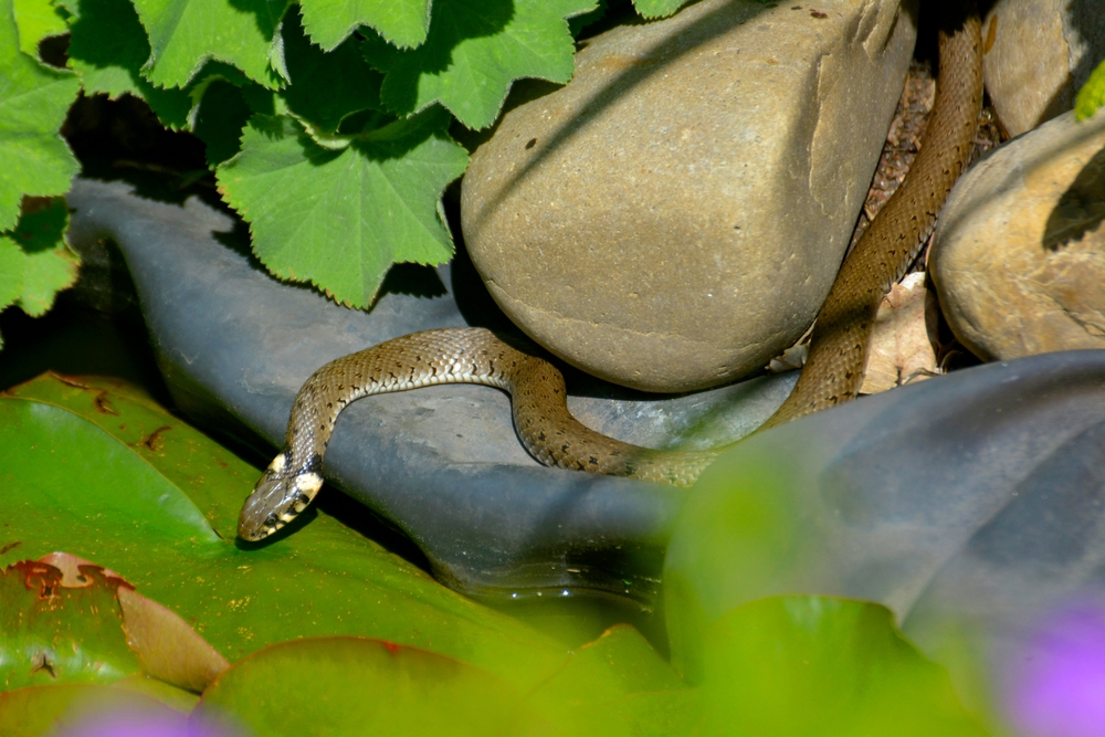Found a Snake in the Garden? What It’s Doing There May Surprise You