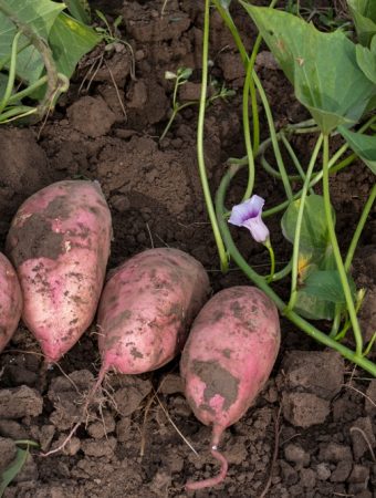 planting grocery store potatoes