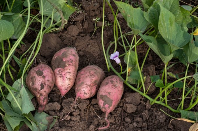 planting grocery store potatoes