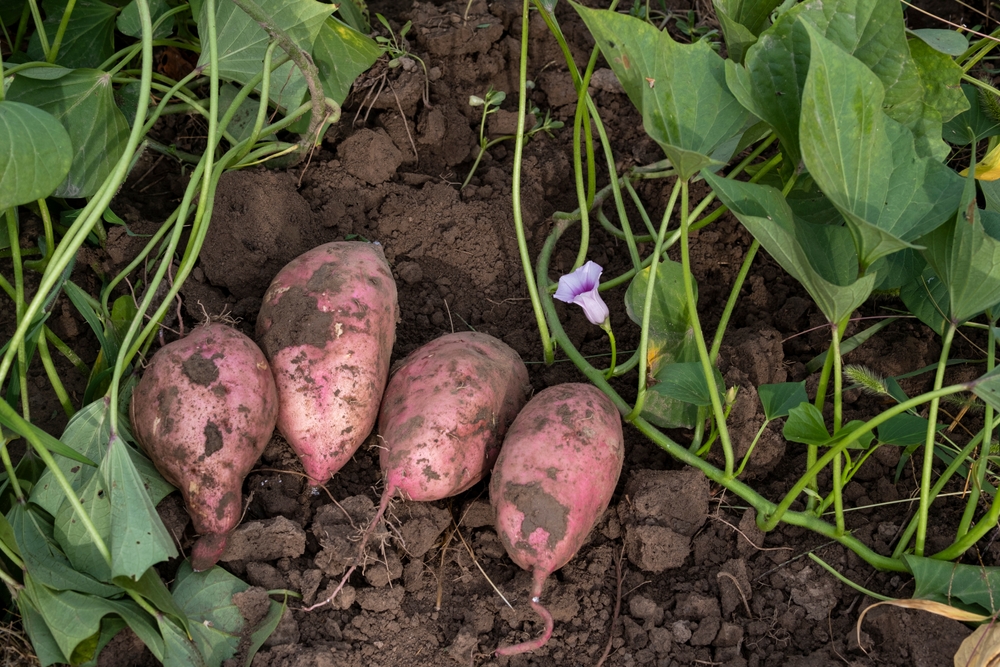 planting grocery store potatoes