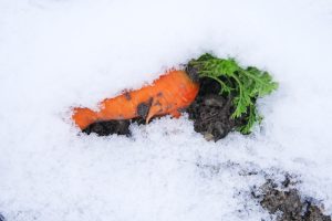 overwintering carrots