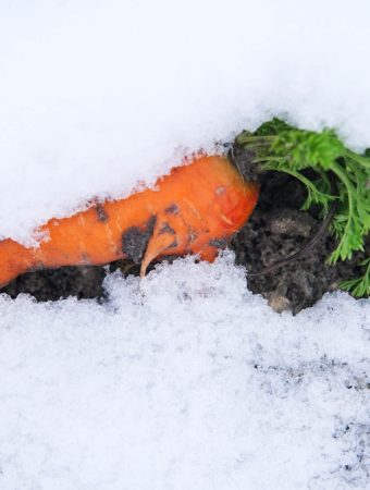 overwintering carrots