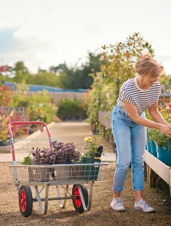 Before Buying Fall Plants on Clearance, Check These 5 Things at the Garden Center