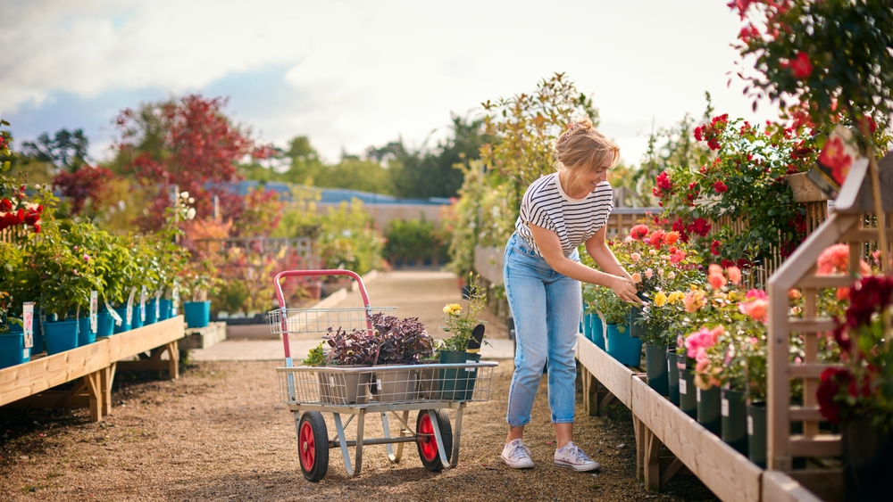 Before Buying Fall Plants on Clearance, Check These 5 Things at the Garden Center