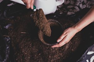 reusing potting soil