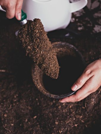 reusing potting soil