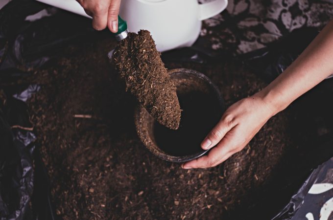 reusing potting soil
