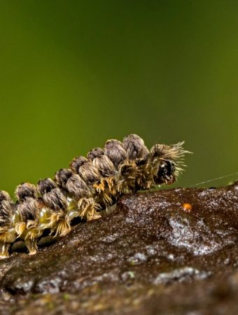 puss caterpillar sting