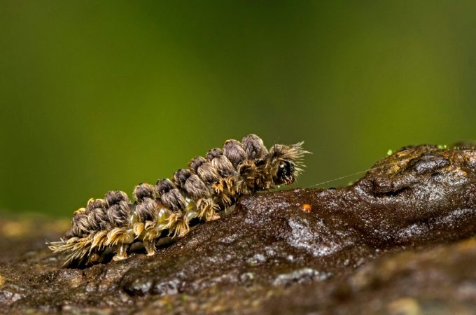 puss caterpillar sting
