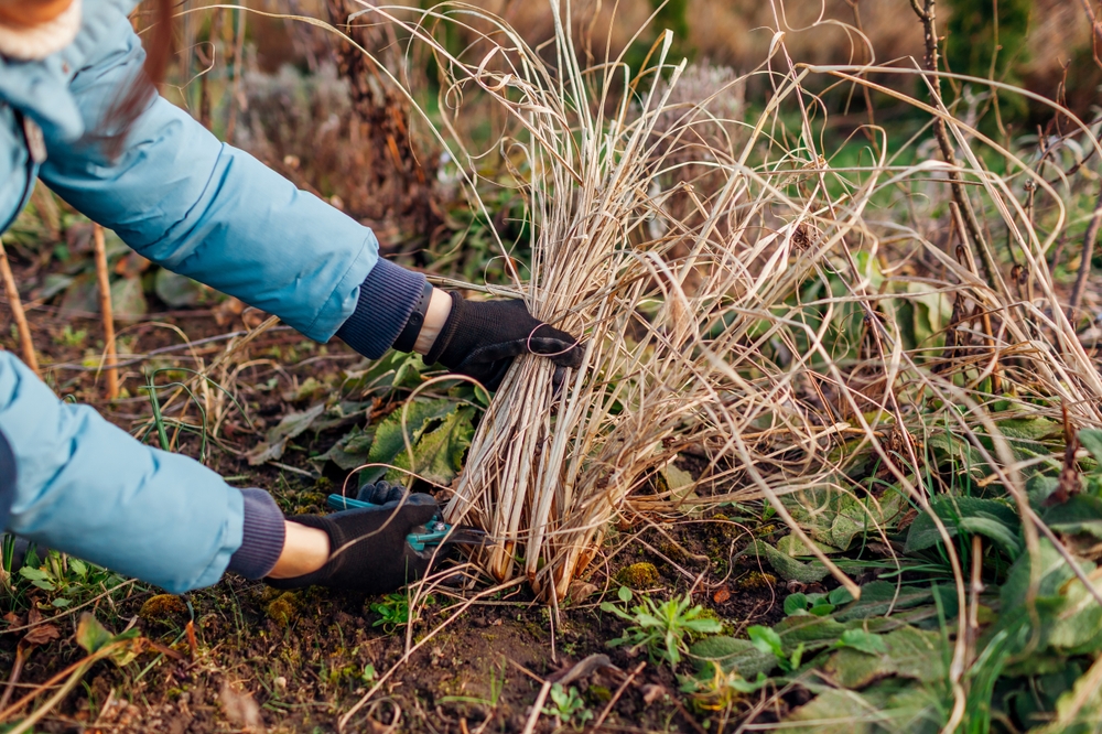 spring garden cleanup