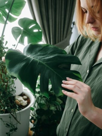 Bringing Houseplants Back Inside? Check These 6 Places for Bugs First