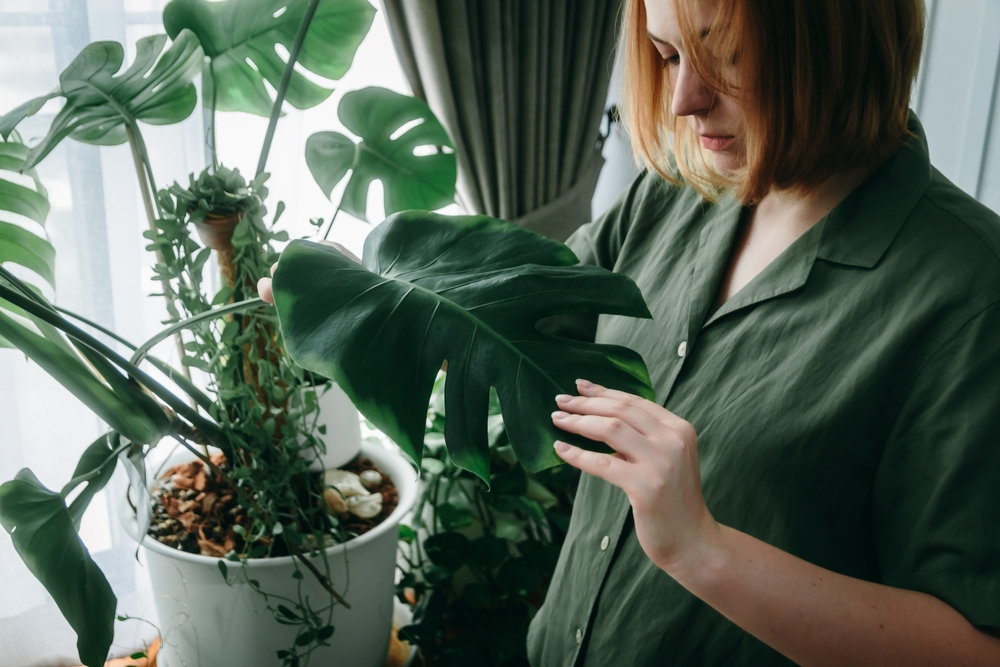 Bringing Houseplants Back Inside? Check These 6 Places for Bugs First