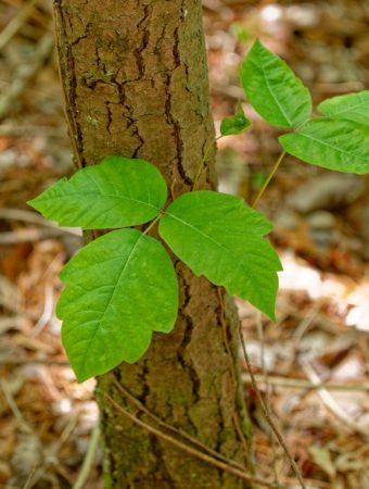 Never Burn This Plant When Cleaning Up the Yard — Even If It Looks Dead