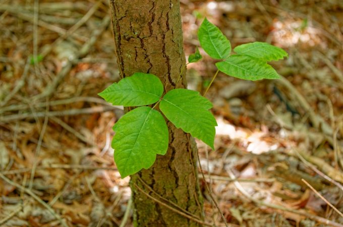 Never Burn This Plant When Cleaning Up the Yard — Even If It Looks Dead