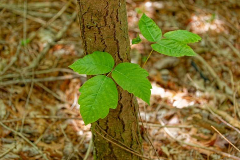 Never Burn This Plant When Cleaning Up the Yard — Even If It Looks Dead