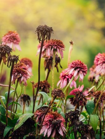 That “Dead” Garden Plant May Be Better Left Alone Until Spring