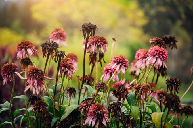 That “Dead” Garden Plant May Be Better Left Alone Until Spring