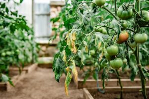 Should You Pull That Summer Vegetable Plant Yet? The Answer Isn’t Always Yes