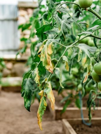 Should You Pull That Summer Vegetable Plant Yet? The Answer Isn’t Always Yes