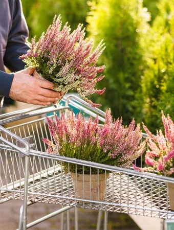 8 Fall Garden Purchases That Are Usually Cheaper at the End of Summer