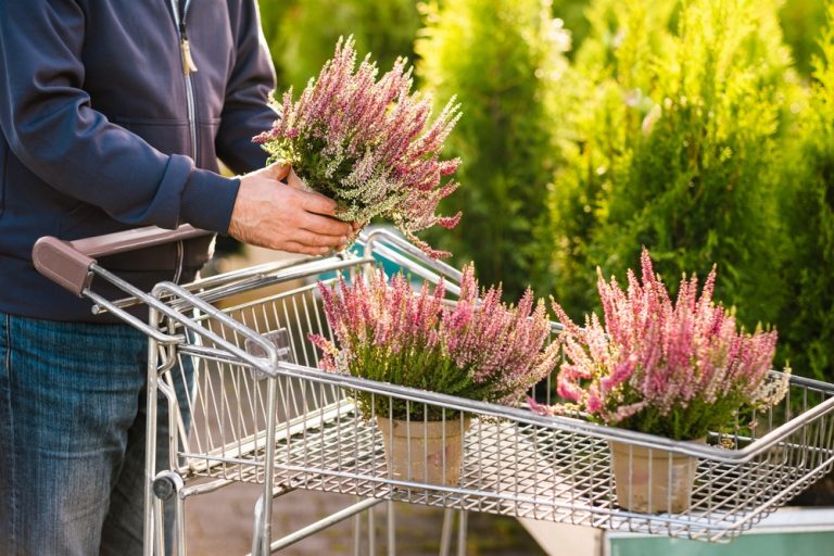 8 Fall Garden Purchases That Are Usually Cheaper at the End of Summer