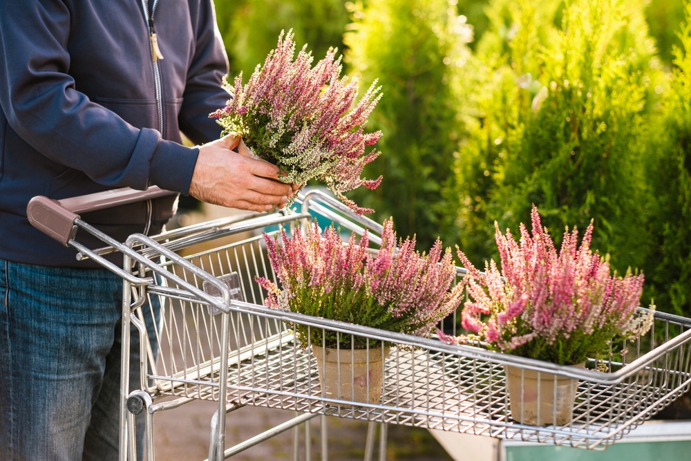 8 Fall Garden Purchases That Are Usually Cheaper at the End of Summer