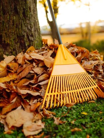 free uses for fall leaves