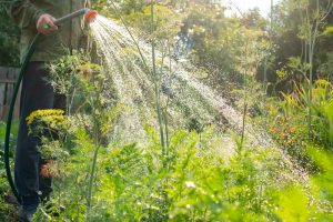 fall garden watering