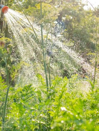 fall garden watering