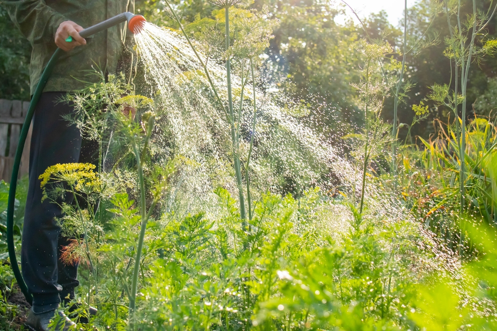 fall garden watering