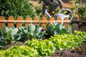 September Isn’t the End of the Vegetable Garden: These 8 Crops Can Still Go in the Ground