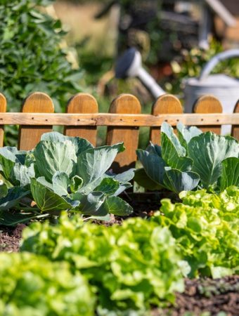 September Isn’t the End of the Vegetable Garden: These 8 Crops Can Still Go in the Ground