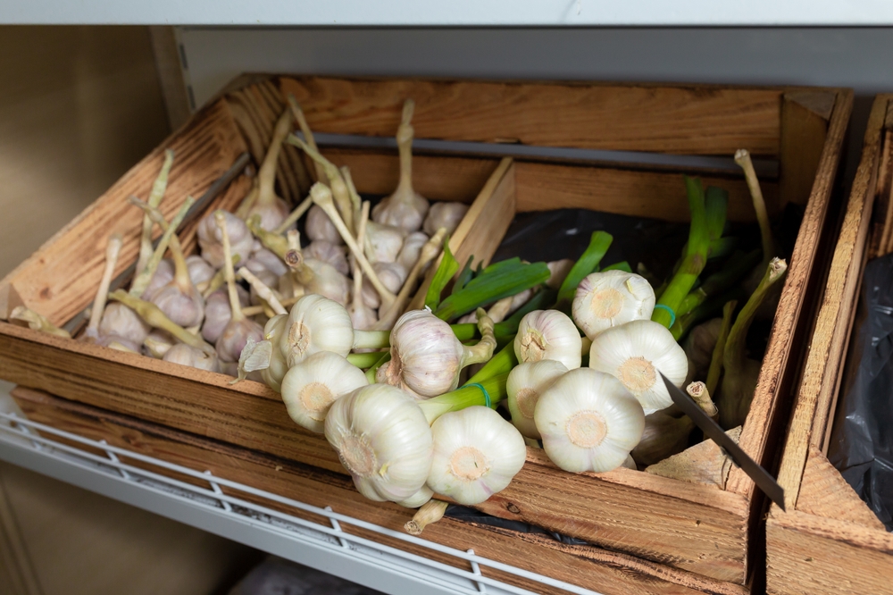 grocery store garlic