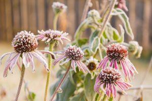 The First Frost Is Coming — These 7 Garden Plants Are Worth Saving Before It Hits
