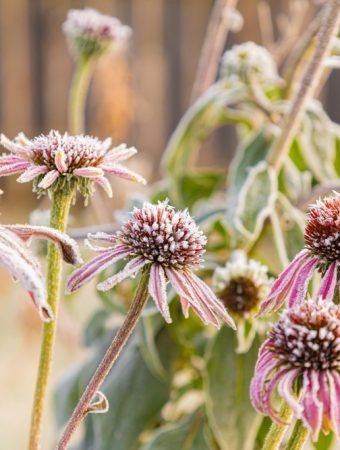 The First Frost Is Coming — These 7 Garden Plants Are Worth Saving Before It Hits