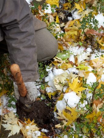 garden jobs before first frost